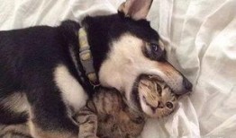 猫咪冠军爆料视频大全最新,揭秘视频大全背后的精彩瞬间