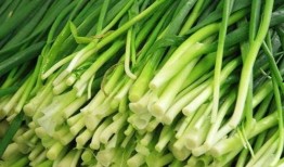 原神最新爆料韭菜,神秘韭菜助力角色成长，探索游戏新玩法