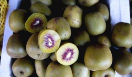 西昌的瓜最新爆料,最新爆料揭秘瓜界新宠