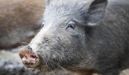 巴中野猪爆料事件视频最新,真相与争议交织的舆论漩涡