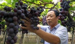 西昌的瓜最新爆料,最新爆料揭秘瓜界新宠